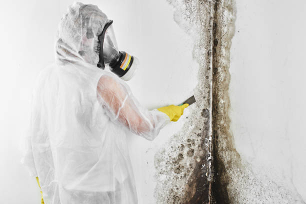 Best Mold Testing  in Tamaqua, PA