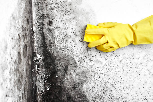 Best Office Mold Removal Services  in Tamaqua, PA