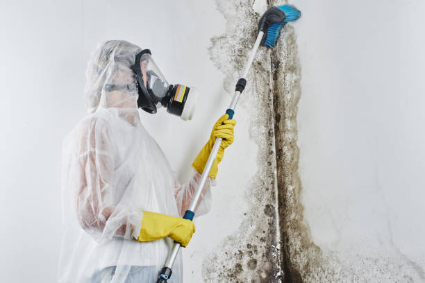 Best Mold Cleaning Services  in Tamaqua, PA