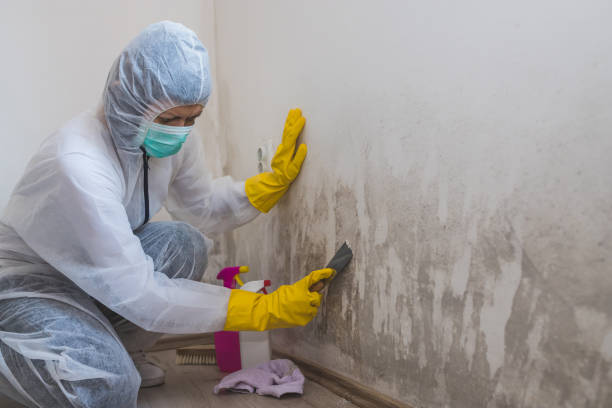 Home Mold Removal in Tamaqua, PA