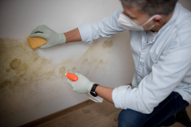Office Mold Removal Services in Tamaqua, PA