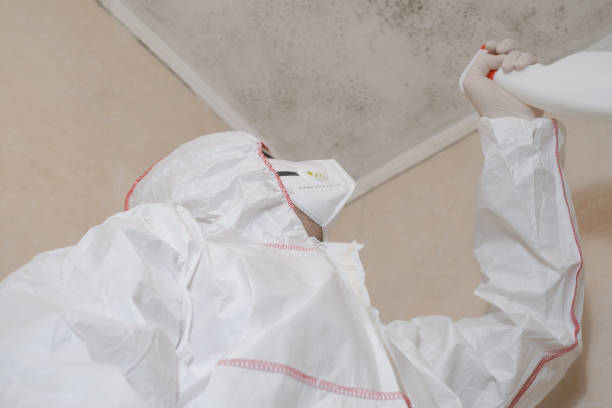 Best Mold Removal Company Near Me  in Tamaqua, PA