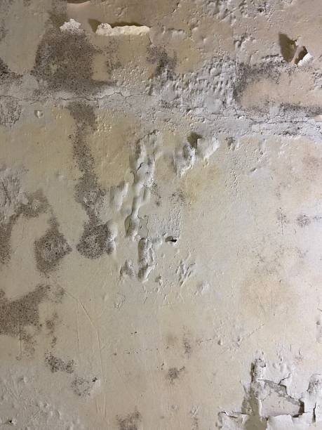 Best Crawl Space Mold Removal  in Tamaqua, PA