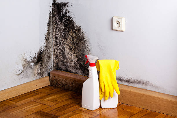 Best Black Mold Removal  in Tamaqua, PA