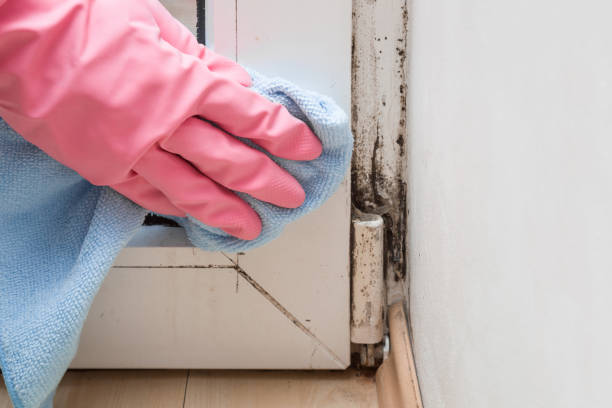 Best Commercial Mold Removal  in Tamaqua, PA
