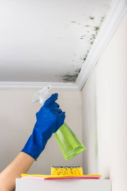 Best Fast Mold Removal  in Tamaqua, PA