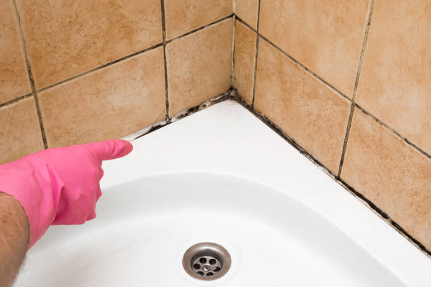Best Mold Removal Company Near Me  in Tamaqua, PA