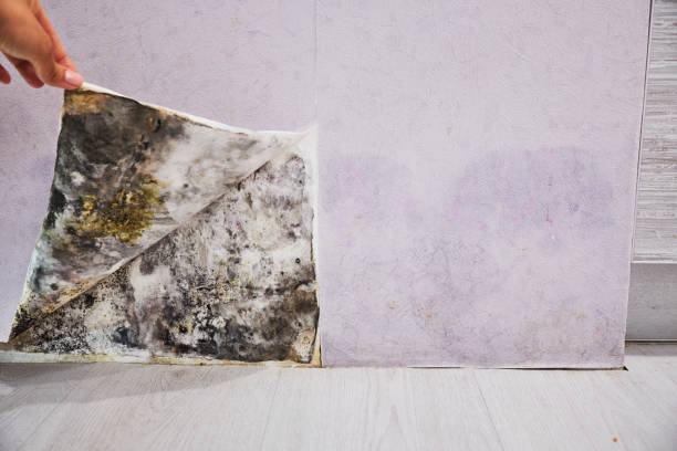 Best Same-Day Mold Removal  in Tamaqua, PA